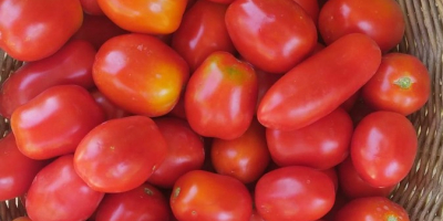 Tomate orgánico de Villa María. Para salsas frescas y