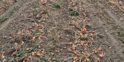 Vendo cebollas a granel del campo o en bolsas,