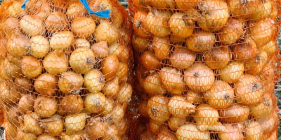 Vendo cebollas a granel del campo o en bolsas,