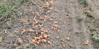 Vendo cebollas a granel del campo o en bolsas,