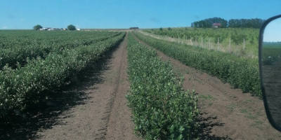 Frutos de aronia, de plantas obtenidas in vitro, en