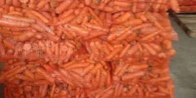 Vendo zanahorias pequeñas, lavadas, forrajeras por 30 gr kg.