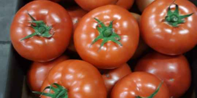 Venderé tomates rojos BBB, cantidades de camión