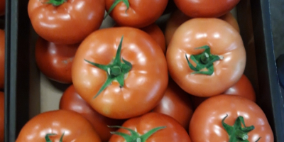 Venderé tomates rojos BBB, cantidades de camión