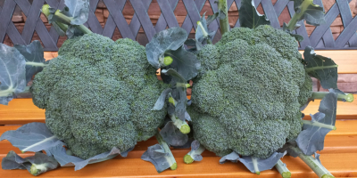 Se vende brokula, aprox 2 mil. Piezas distrito Sandomierz