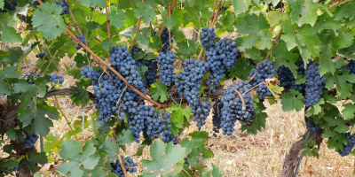 Viñedo Dealul Bujorului - Galati Vendemos uvas de vino