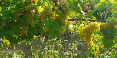 Viñedo Dealul Bujorului - Galati Vendemos uvas de vino