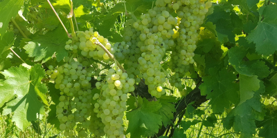 Viñedo Dealul Bujorului - Galati Vendemos uvas de vino