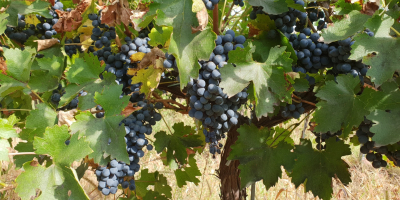 Viñedo Dealul Bujorului - Galati Vendemos uvas de vino