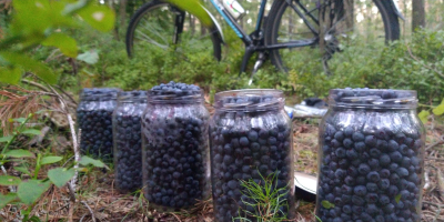 Cosecha fresca de arándanos del bosque en paquetes de