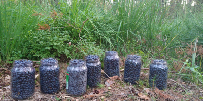 Cosecha fresca de arándanos del bosque en paquetes de