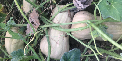 Matilda f1 plantando calabazas a la venta