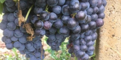 Vendo uvas de mesa Chasselas y uvas de vino