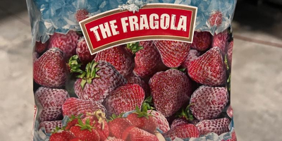 İ venderá fresas frescas o congeladas de primera calidad