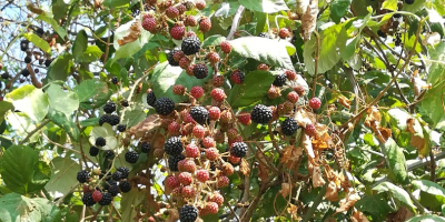 Vendo moras silvestres orgánicas recogidas a mano una a