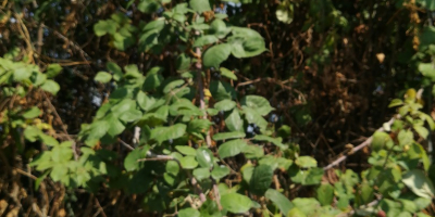 Vendo moras silvestres orgánicas recogidas a mano una a
