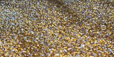 Vendo 10 toneladas de maíz pionero calidad 1!