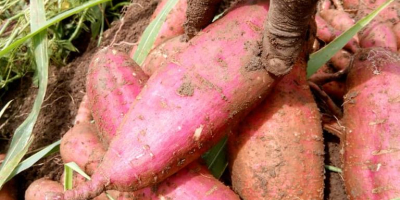 Complete Farmer ofrece batatas frescas de alta calidad provenientes