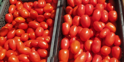 Vendo sabrosos tomates limeños