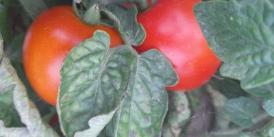 Venderé tomates molidos, precio 4 PLN por kg. Solo