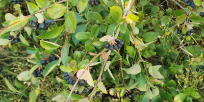 Hola. Venderé fruta fresca de chokeberry. La plantación se