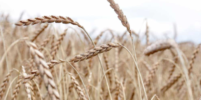 Venderé unas 6 toneladas de trigo espelta variedad Witras