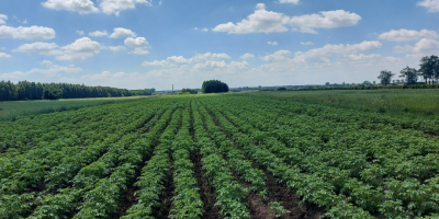 Venderé papas Denar directamente del campo, alrededor de 18-20