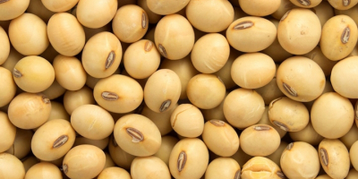 Somos exportadores y proveedores a granel de Bénin Soybean