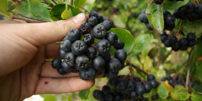 Vendo aronia de temporada