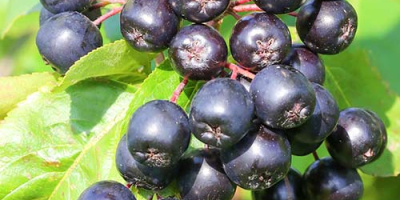 Vendo aronia de temporada