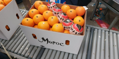 Ofrecemos naranjas marroquíes &quot;Valencia late&quot; a precios especiales. ¡Calidad