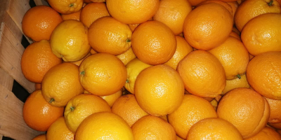 Ofrecemos naranjas marroquíes &quot;Valencia late&quot; a precios especiales. ¡Calidad