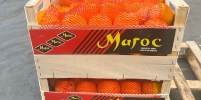 ¡Exprime jugo de naranjas! Ofrecemos naranjas marroquíes &quot;Valencia late&quot;