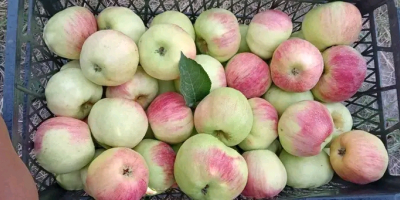 Vendo frutas y verduras orgánicas: manzanas, ciruelas pasas, pimientos,