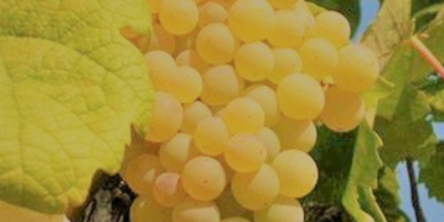 Venta de uvas de vino orgánicas certificadas, calidad Trebbiano