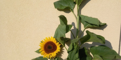 Ofrezco girasoles de mi propio cultivo con entrega en