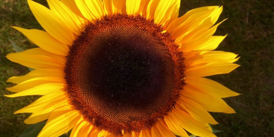 Ofrezco girasoles de mi propio cultivo con entrega en