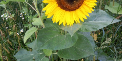 Ofrezco girasoles de mi propio cultivo con entrega en