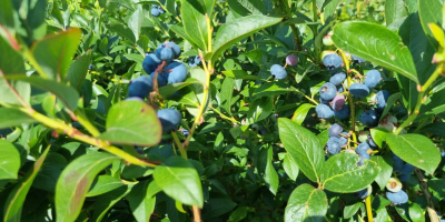 Venta de arándano americano, 600 kg. Recién desgarrado