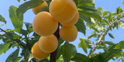 Venderé una ciruela shiro, unas 3 toneladas