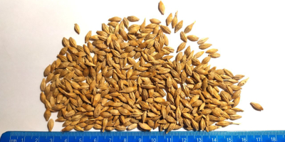 La empresa agrícola ucraniana le ofrece semillas de cebada