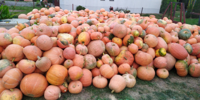 Venderé calabazas gigantes sin el uso de fertilizantes y