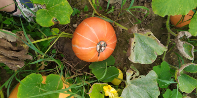 Venderé calabazas gigantes sin el uso de fertilizantes y