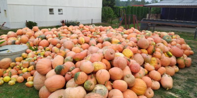 Venderé calabazas gigantes sin el uso de fertilizantes y