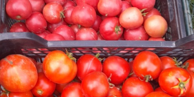 Venderé tomates molidos y de túnel, precio: 3 PLN