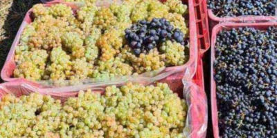 Uvas para vino de los viñedos de Vrancea entrega