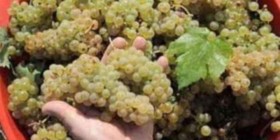 Uvas para vino de los viñedos de Vrancea entrega