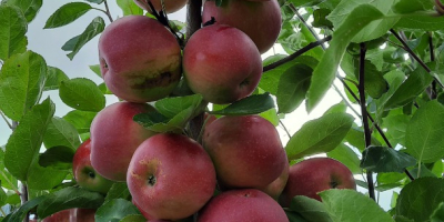 en el período 20.08.22-15.09.22 tenemos manzanas &quot;Gloria al vencedor&quot;