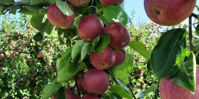 en el período 20.08.22-15.09.22 tenemos manzanas &quot;Gloria al vencedor&quot;