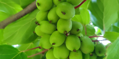 Frutas de kiwi berry (kiwi / baby kiwi /